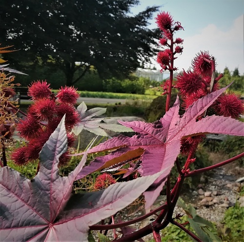 Rącznik pospolity(  Ricinus communis)